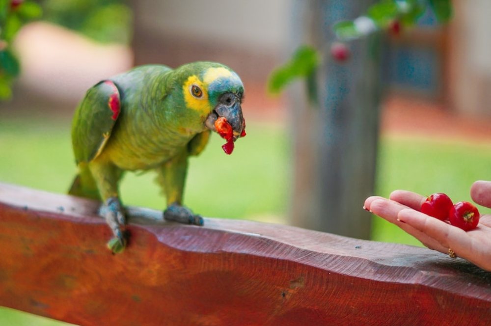 plan your parrot’s training time around their schedule, not yours