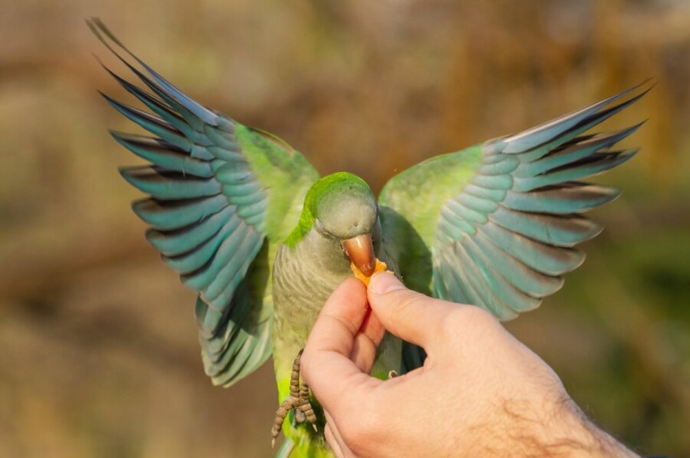 repetition is the key to successfully training your pet parrot