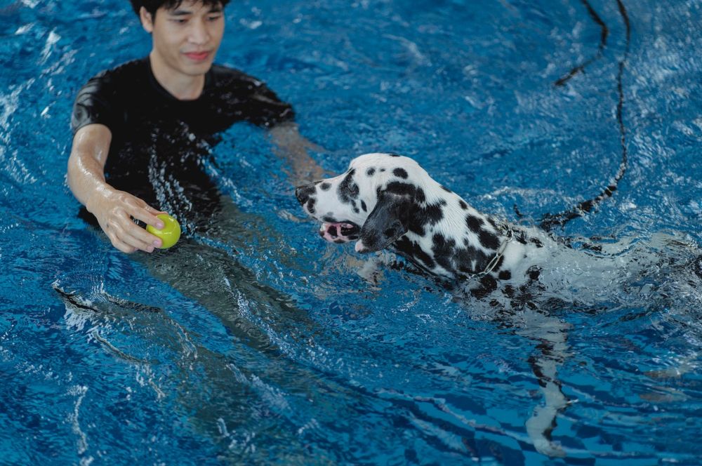 train your dog in water